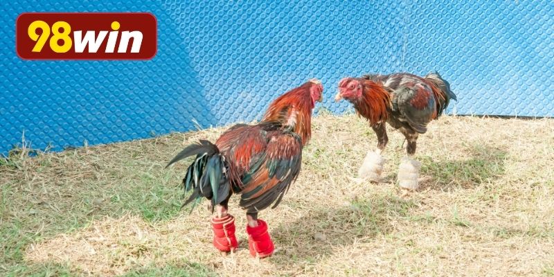 Bí quyết chọn gà chiến chất lượng cao nhất