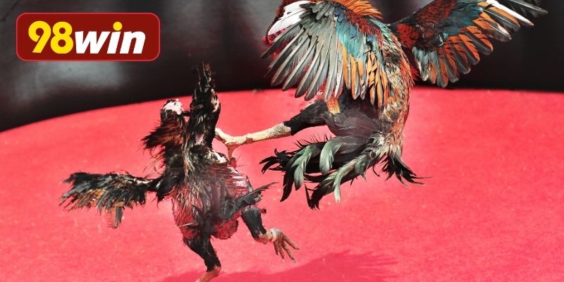 Đặc điểm nhận biết gà tre chuẩn đẹp