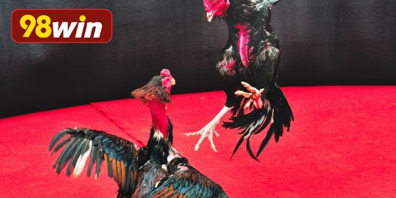 Điểm nổi bật hấp dẫn trong sảnh đá gà 98WIN