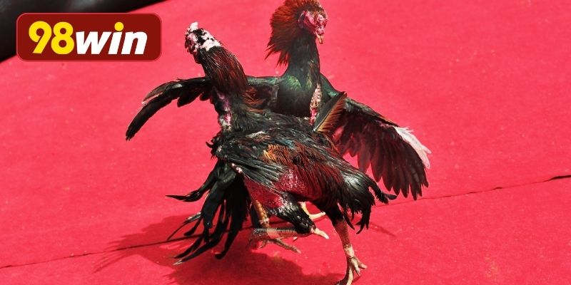 Giới thiệu chi tiết về trường gà Thomo hấp dẫn
