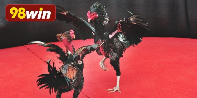 Ưu điểm nổi bật của sàn đấu gà hiện nay